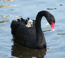 Black swan 01