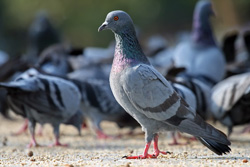 Feral-Pigeon