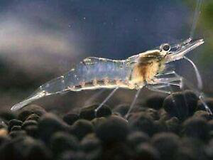 Glassshrimp