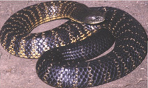 Mainland Tiger Snake