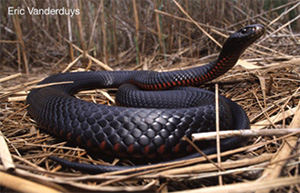 Red bellied Black Snake