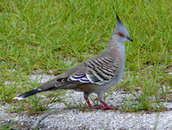 The-Crested-Pigeon