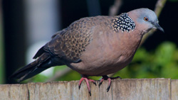 The-spotted-dove