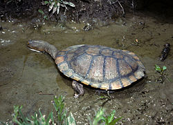 long necked turtle
