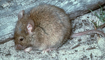 common house mouse